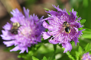 Daniel Stowe Botanical garden bee pollinating flower.