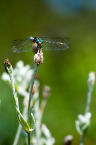 Dragonfly spotted at Daniel Stowe Botanical Garden.