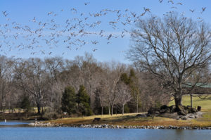 Frank Liske Park pond in Concord, NC.